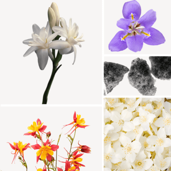 Duftnoten: Tuberose, chinesischer Geißblatt , Jasmin, Moschus, Schwertlilie